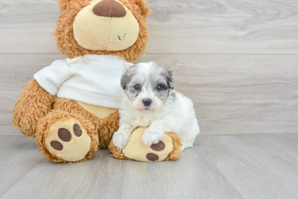 Energetic Maltepoo Poodle Mix Puppy