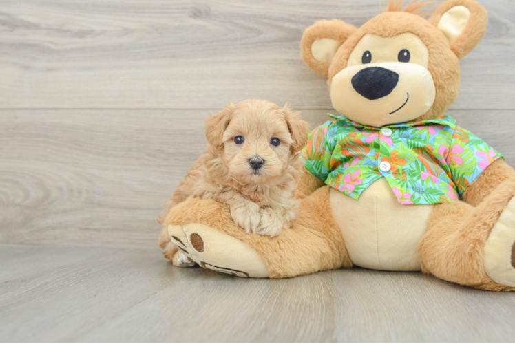 Maltipoo Puppy for Adoption