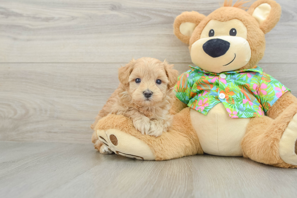 Maltipoo Puppy for Adoption