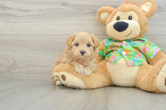 Maltipoo Puppy for Adoption