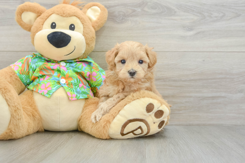 Maltipoo Pup Being Cute