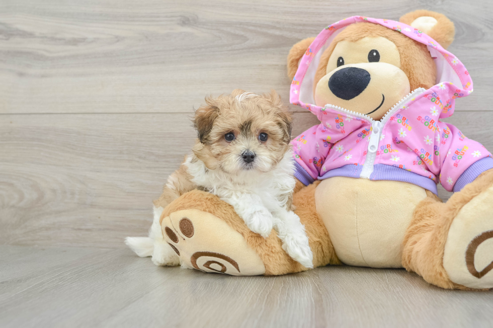 Maltipoo Pup Being Cute
