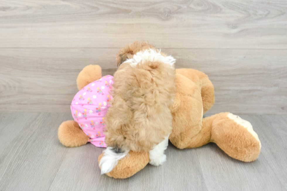 Little Moodle Poodle Mix Puppy