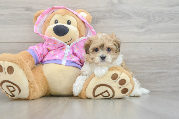 Maltipoo Puppy for Adoption