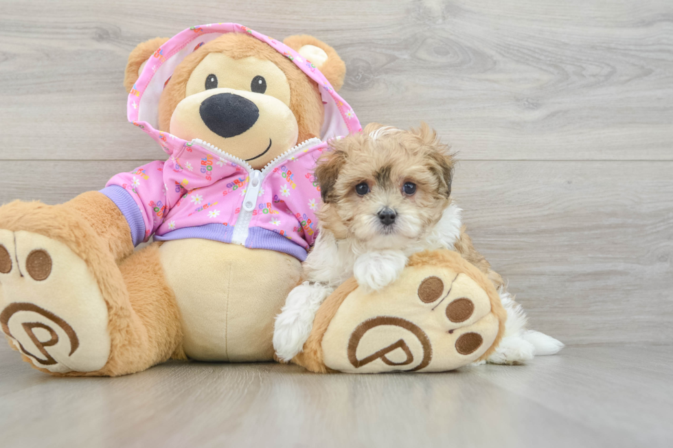 Maltipoo Puppy for Adoption