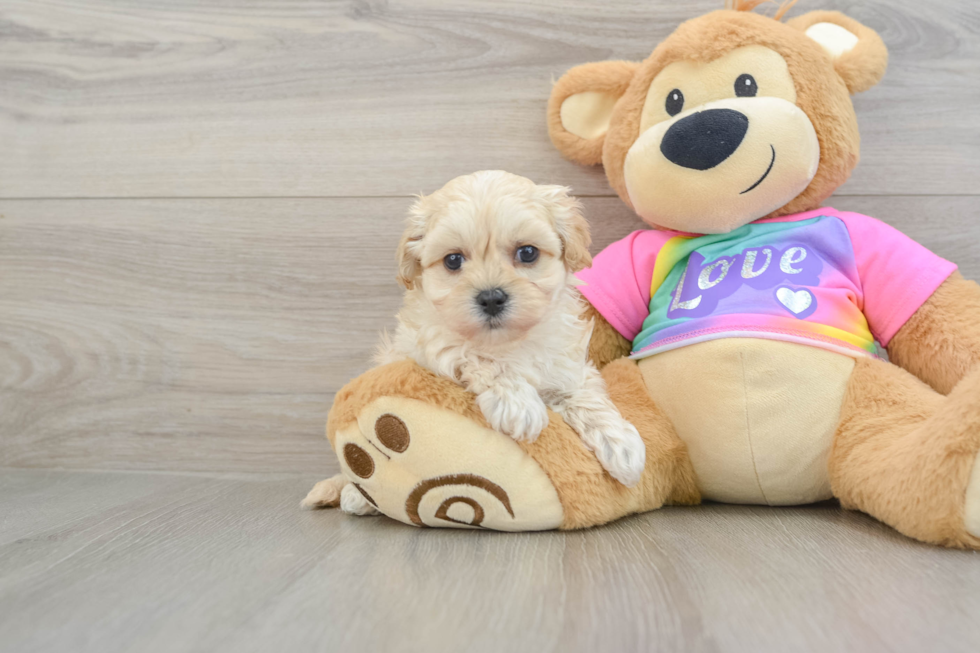 Friendly Maltipoo Baby