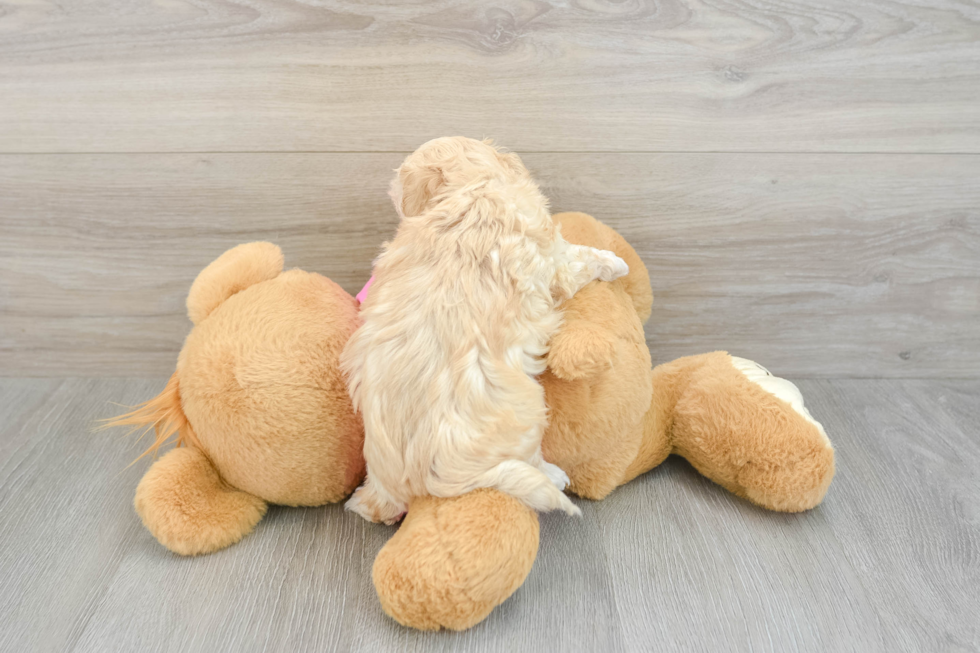 Fluffy Maltipoo Poodle Mix Pup
