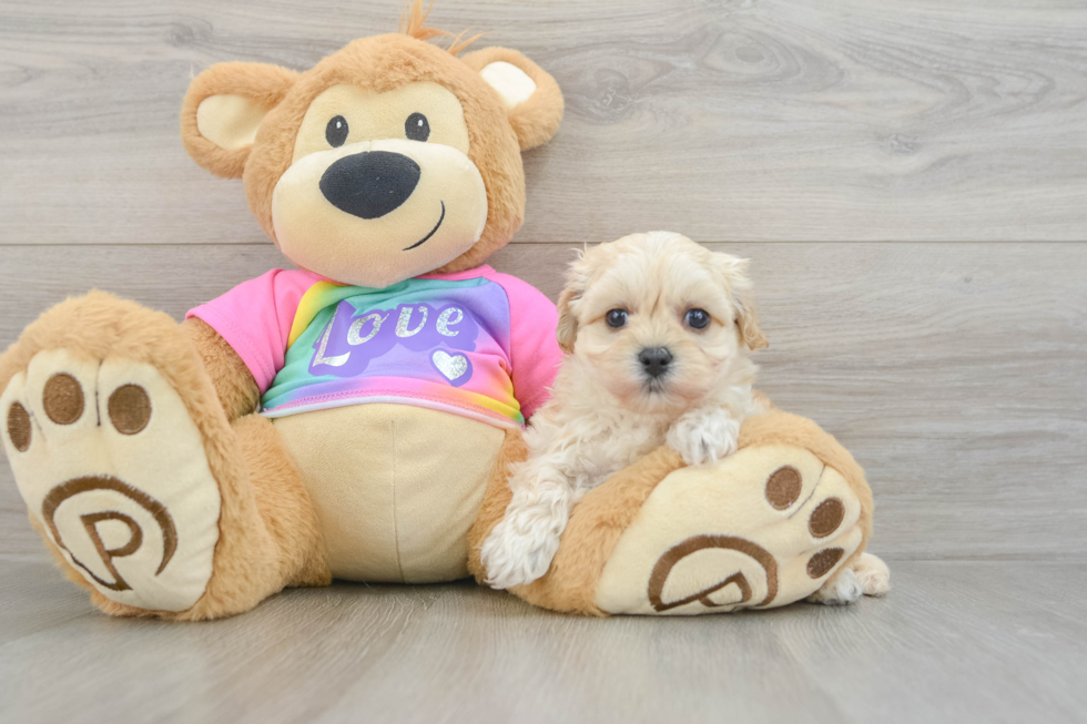 Maltipoo Puppy for Adoption