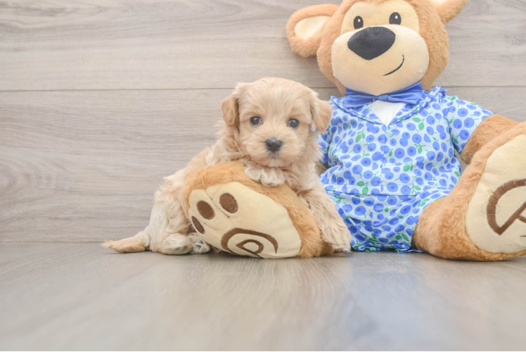 Maltipoo Pup Being Cute