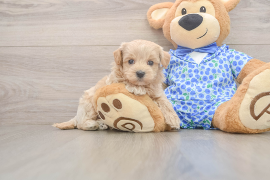Maltipoo Pup Being Cute