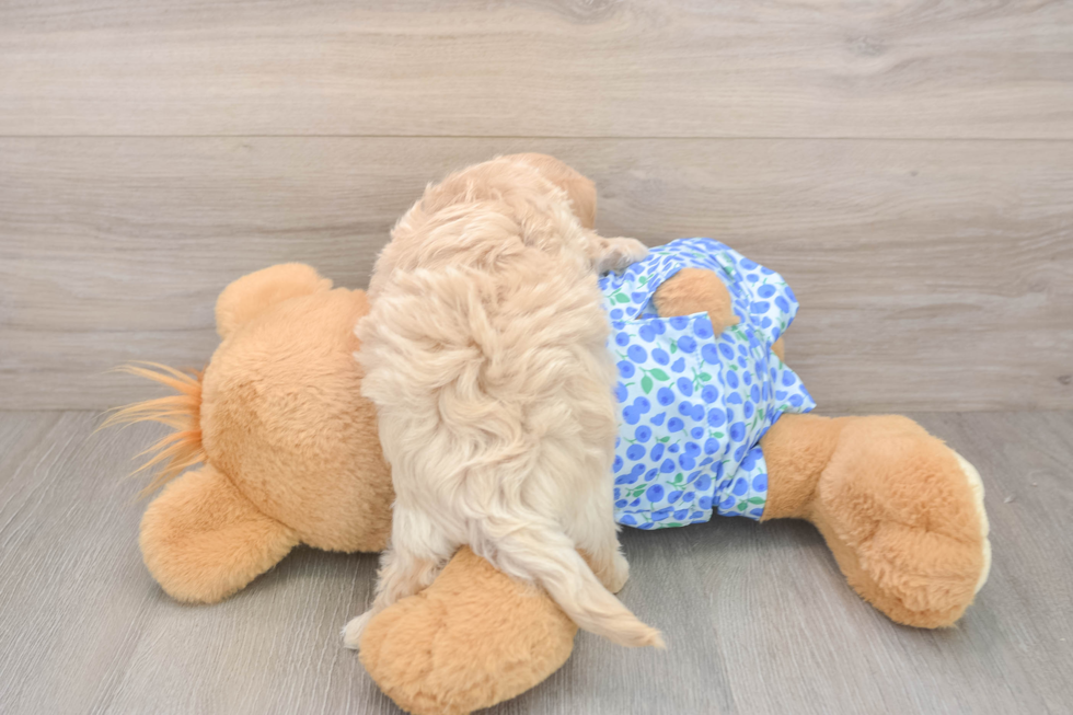 Maltipoo Puppy for Adoption