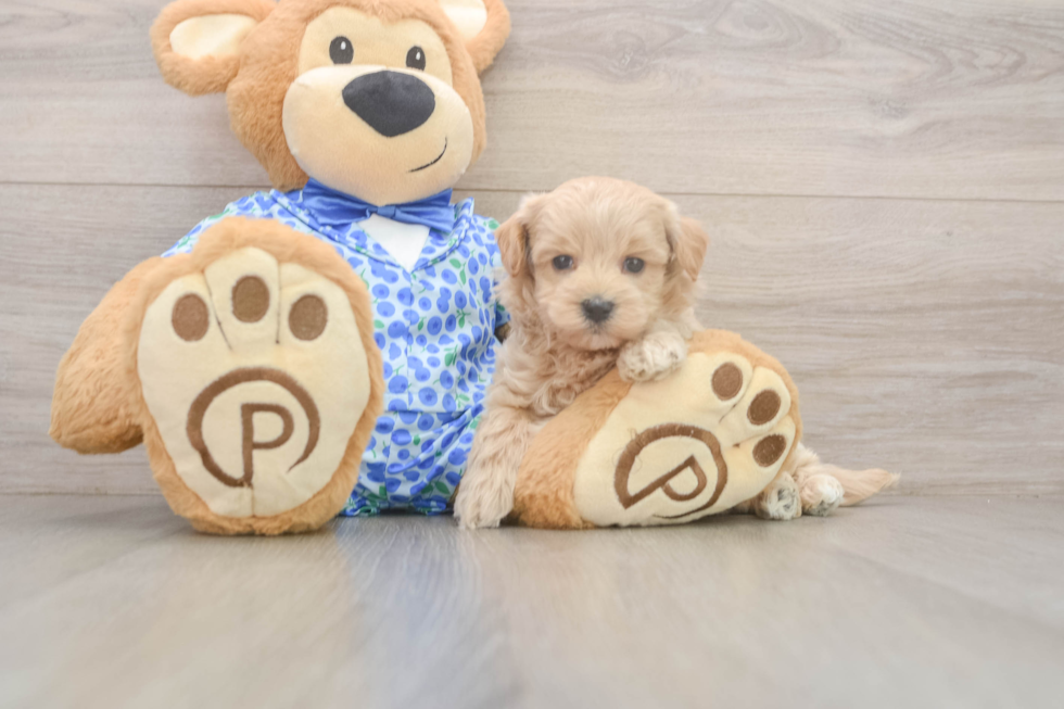 Maltipoo Puppy for Adoption