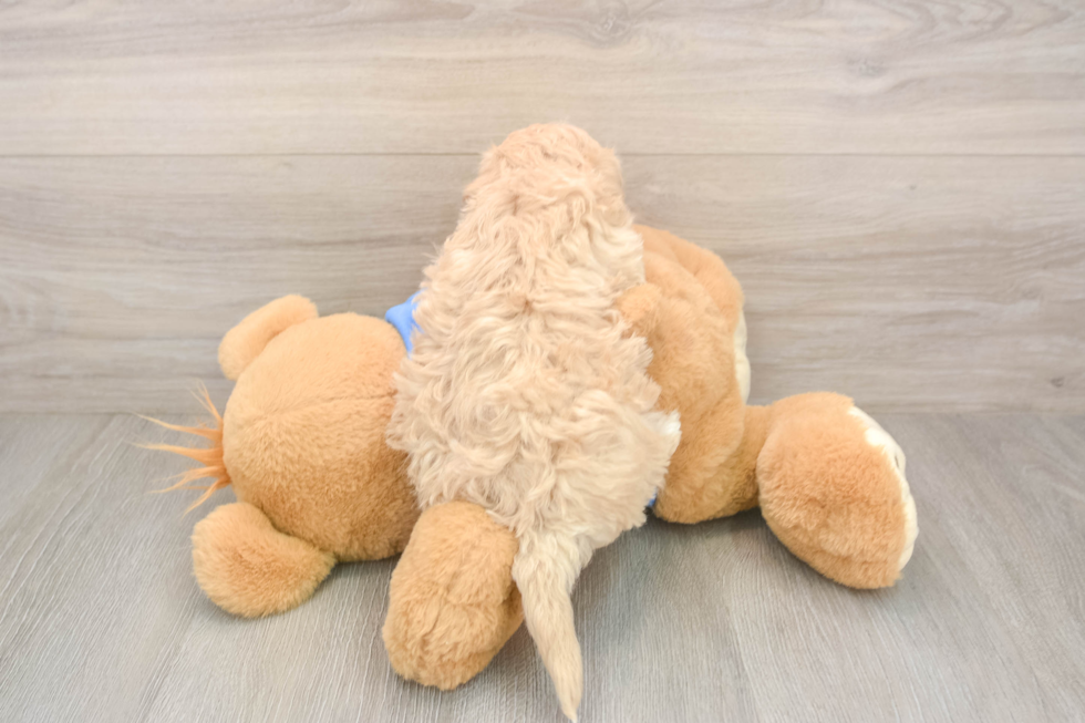 Hypoallergenic Malt Oodle Poodle Mix Puppy