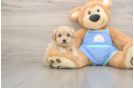 Best Maltipoo Baby