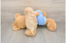 Smart Maltipoo Poodle Mix Pup