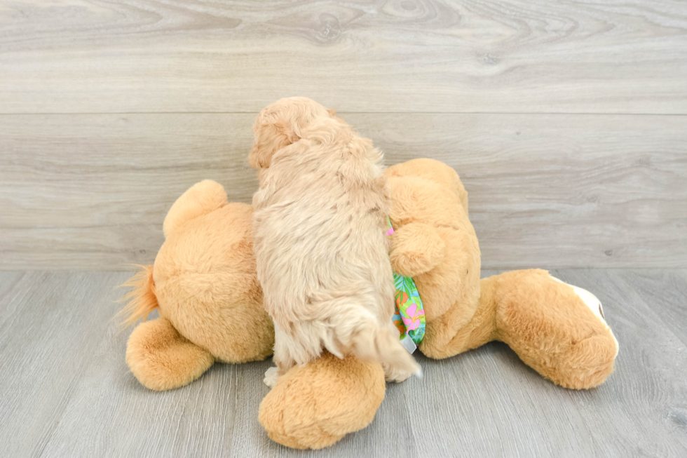 Maltipoo Puppy for Adoption