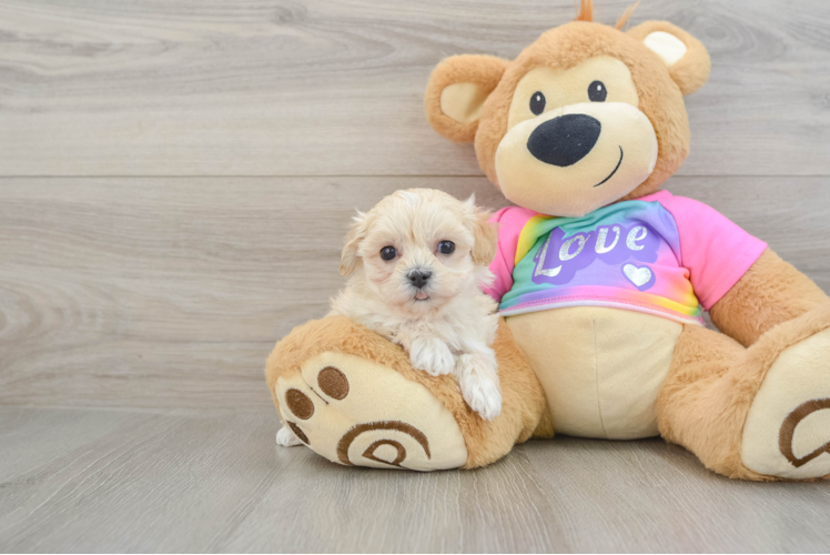 Maltipoo Puppy for Adoption