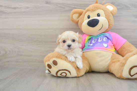 Maltipoo Puppy for Adoption