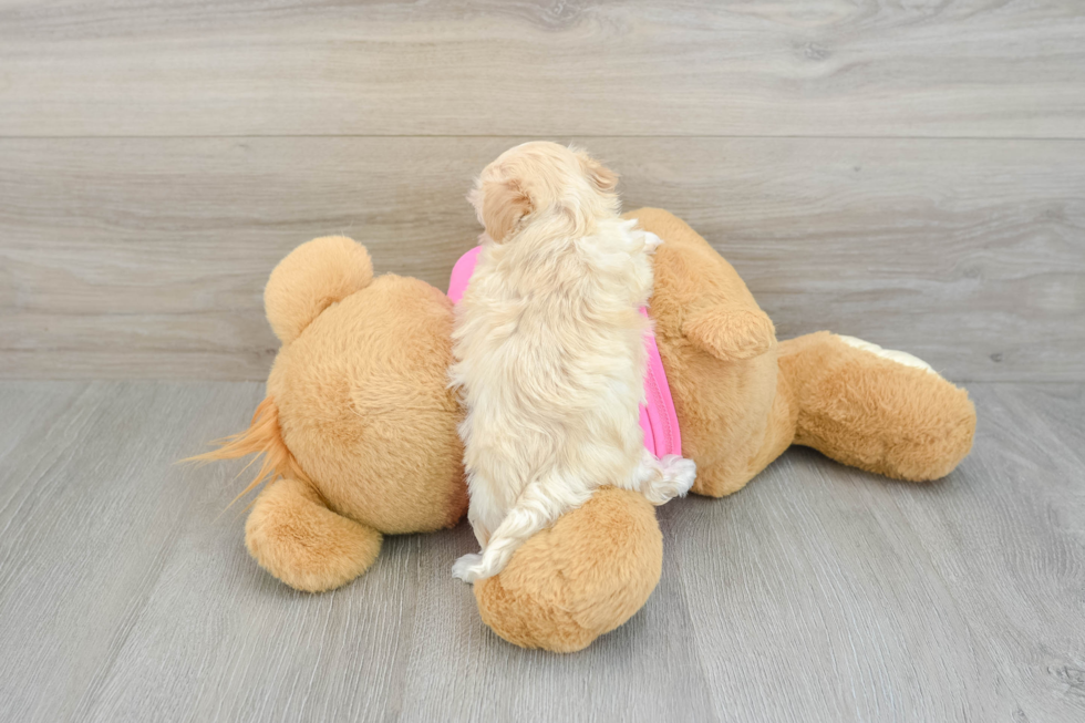 Maltipoo Pup Being Cute