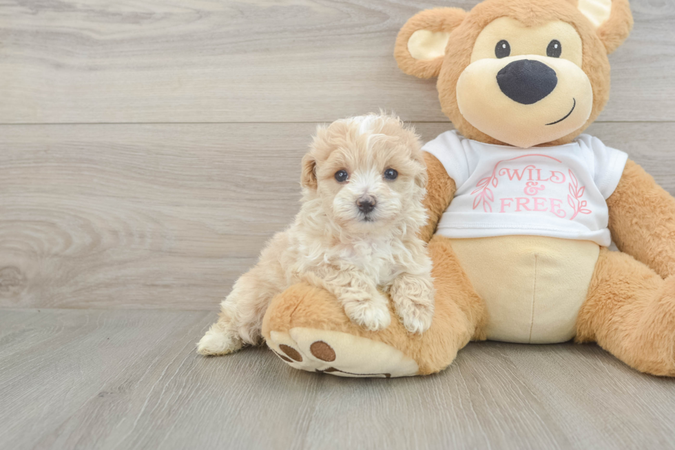 Playful Maltepoo Poodle Mix Puppy