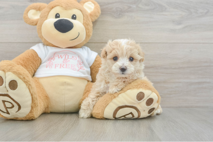 Best Maltipoo Baby