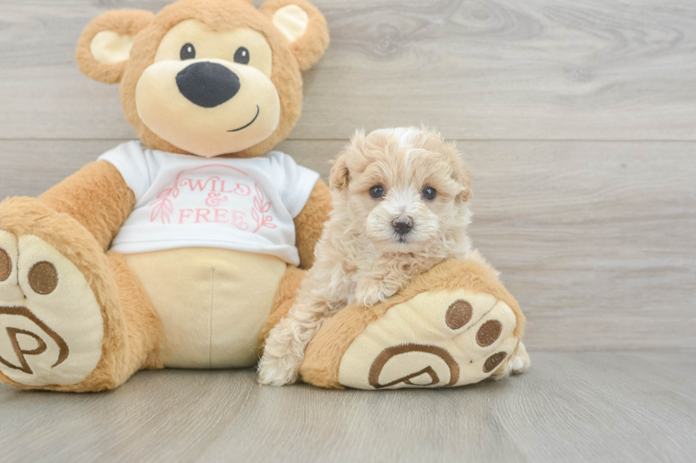 Best Maltipoo Baby