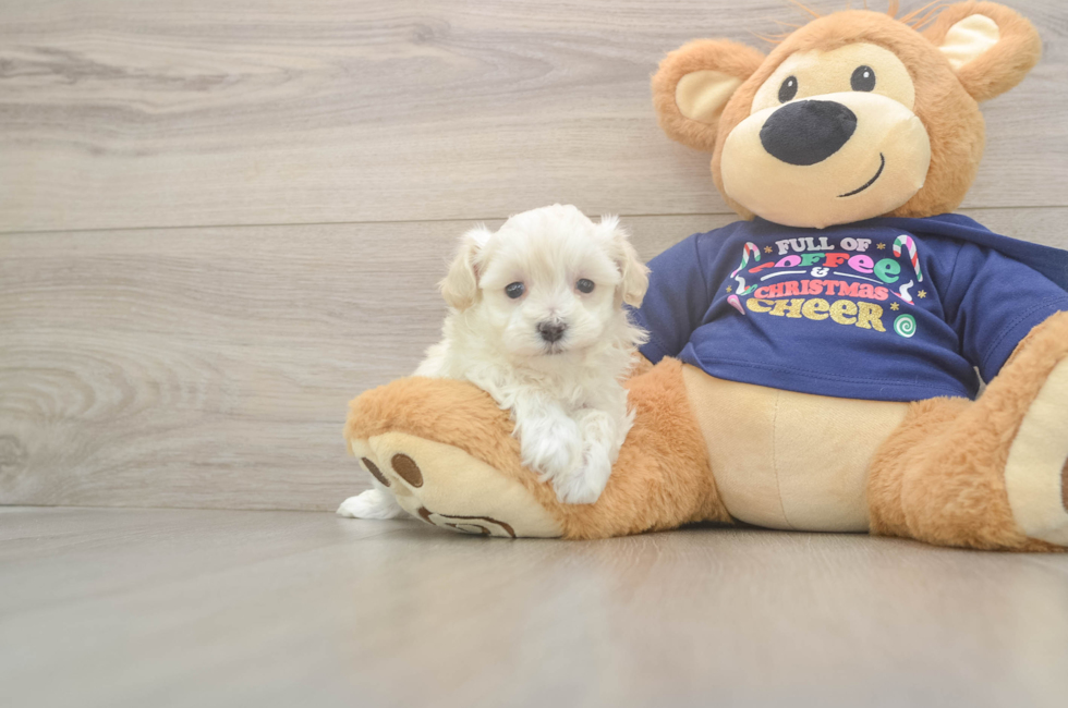 6 week old Maltipoo Puppy For Sale - Premier Pups