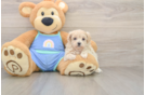 Fluffy Maltipoo Poodle Mix Pup