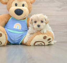 8 week old Maltipoo Puppy For Sale - Premier Pups