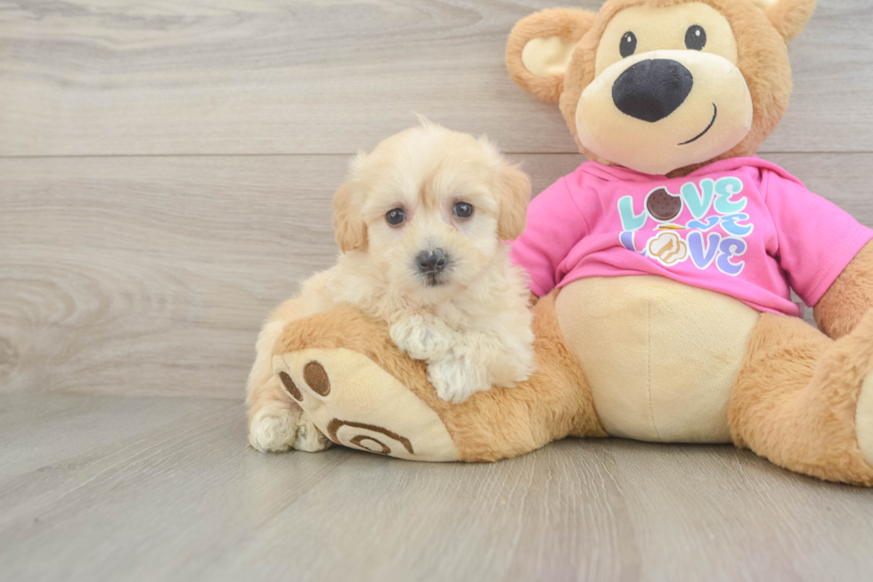Maltipoo Puppy for Adoption