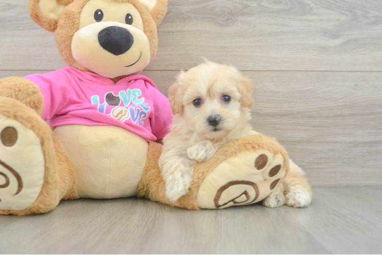 Petite Maltipoo Poodle Mix Pup