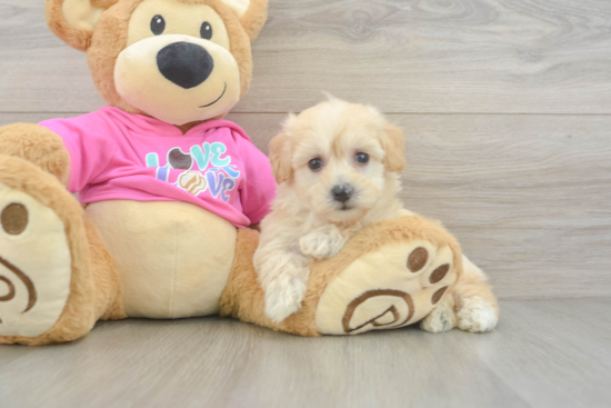 Petite Maltipoo Poodle Mix Pup