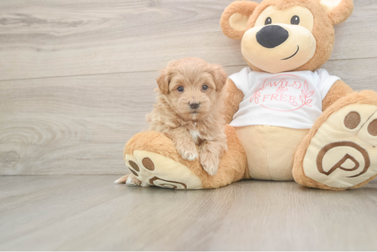 Popular Maltipoo Poodle Mix Pup