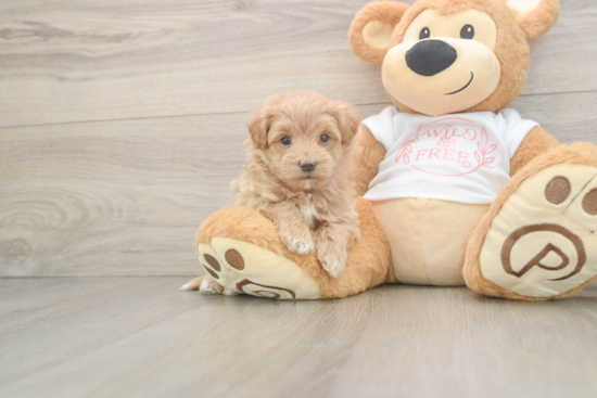 Popular Maltipoo Poodle Mix Pup