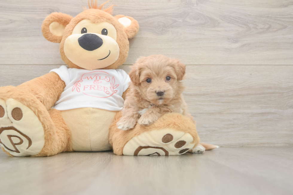Maltipoo Pup Being Cute