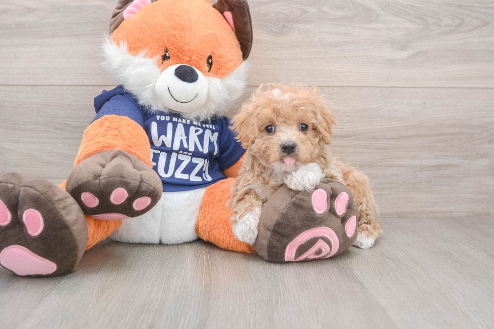 Adorable Maltese Poodle Poodle Mix Puppy