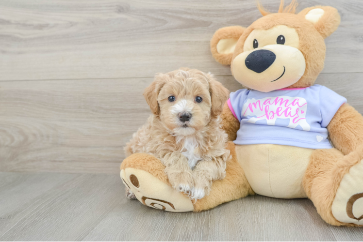 Maltipoo Puppy for Adoption