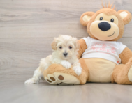8 week old Maltipoo Puppy For Sale - Premier Pups