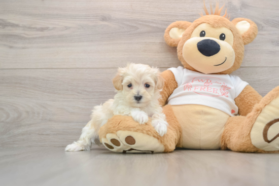 Maltipoo Pup Being Cute