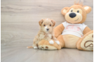 Popular Maltipoo Poodle Mix Pup