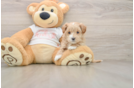 Best Maltipoo Baby
