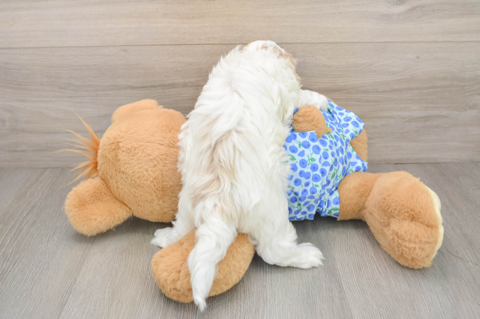 Petite Maltipoo Poodle Mix Pup
