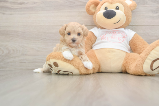Best Maltipoo Baby