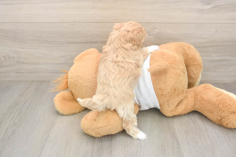 Adorable Maltidoodle Poodle Mix Puppy