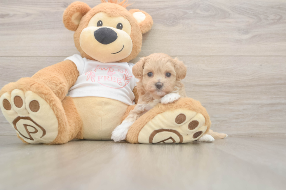 Hypoallergenic Moodle Poodle Mix Puppy
