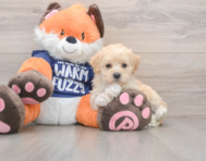 8 week old Maltipoo Puppy For Sale - Premier Pups