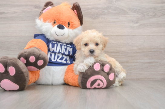 Adorable Maltese Poodle Poodle Mix Puppy