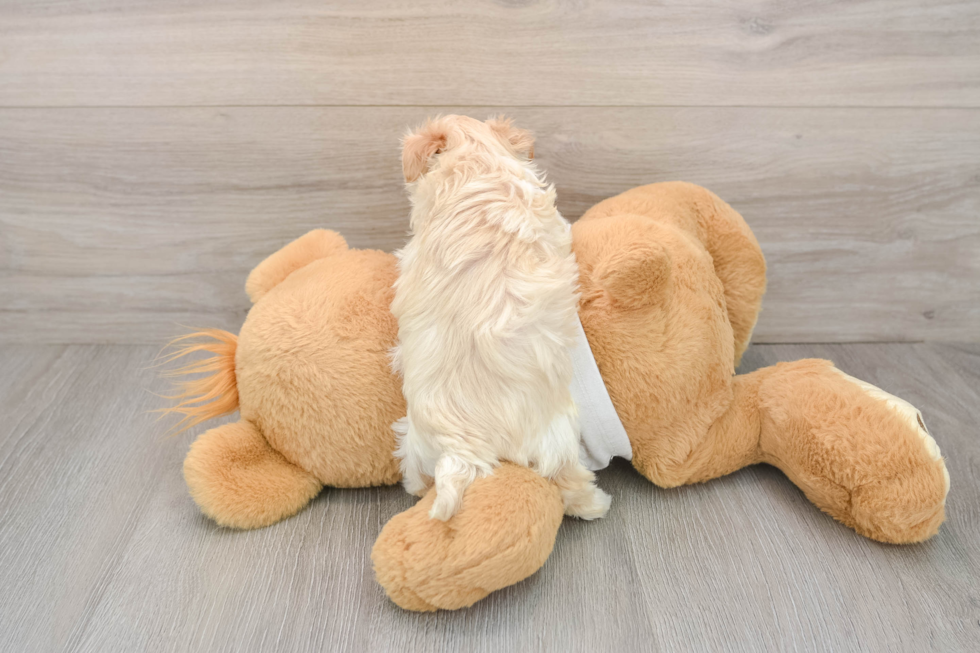 Hypoallergenic Maltepoo Poodle Mix Puppy