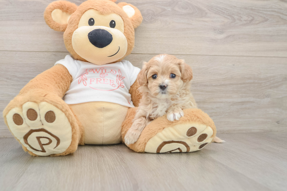 Best Maltipoo Baby