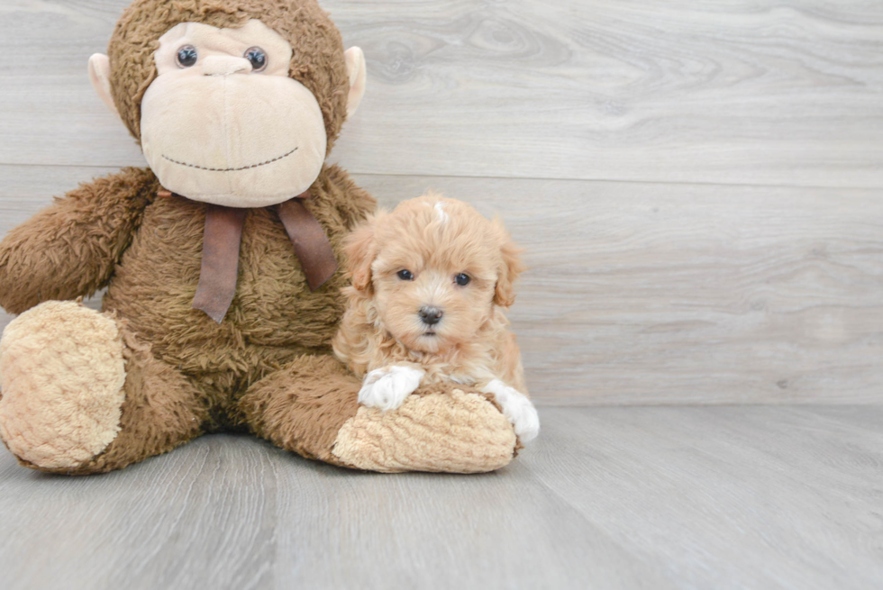 Energetic Maltepoo Poodle Mix Puppy